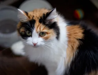 Кошечка Гортензия похожа на цветок. Помогите ей пройти лечение!