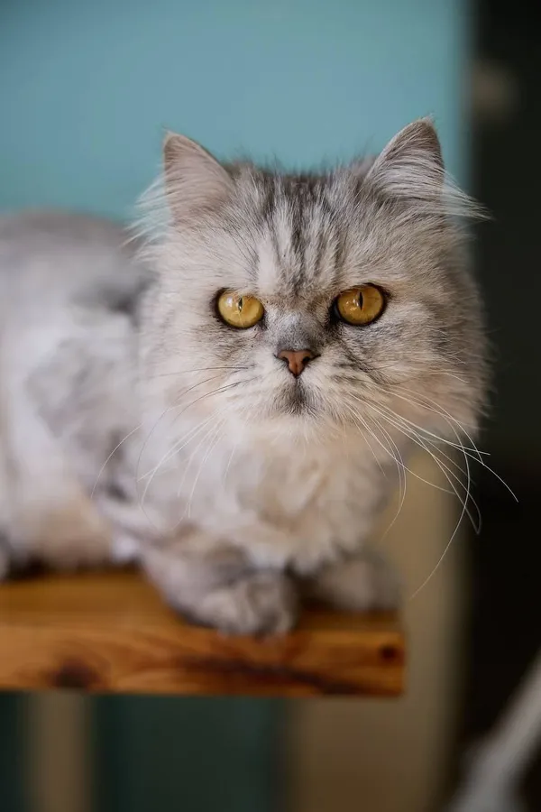 Описание изображения