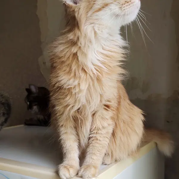 Описание изображения