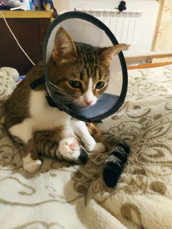 Описание изображения