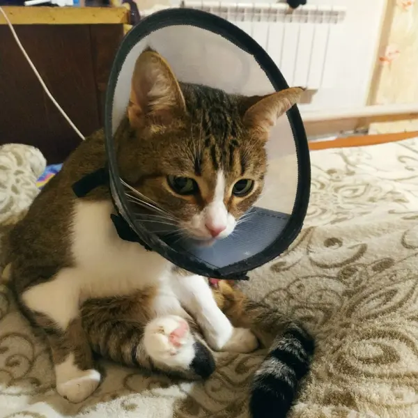 Описание изображения