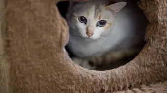 Улучшим условия в приюте для Фионы и её сестёр — пожертвуйте