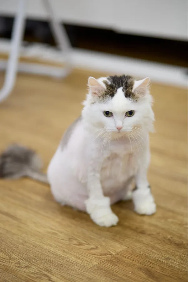 Описание изображения