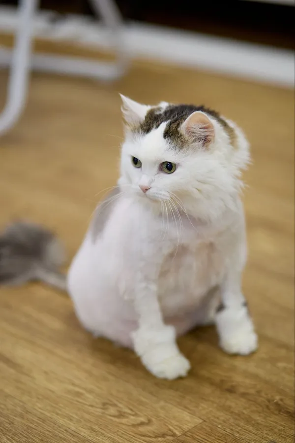 Описание изображения