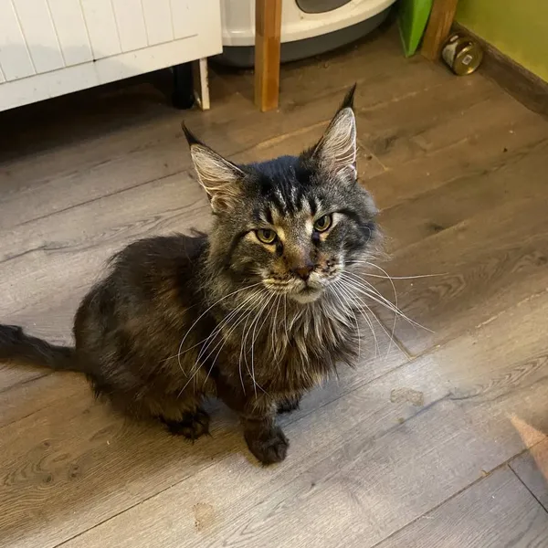 Image description