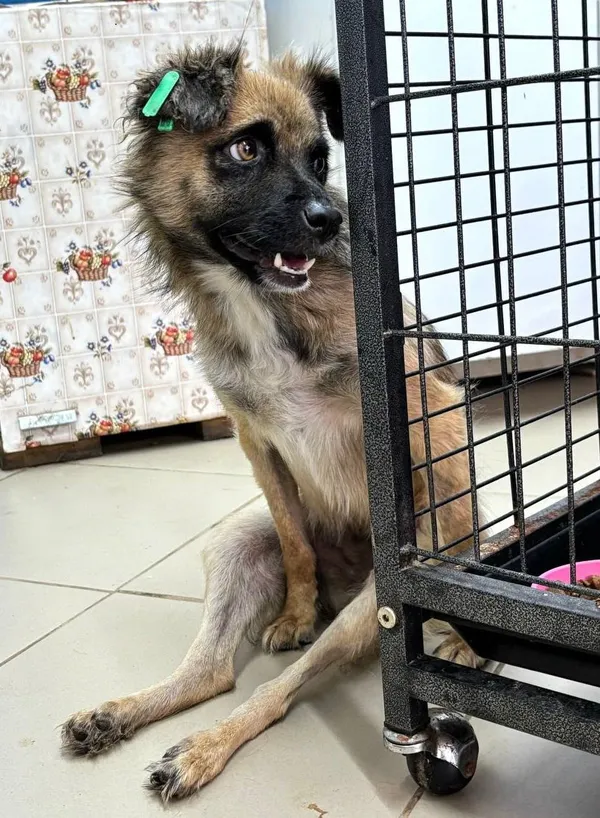 Описание изображения