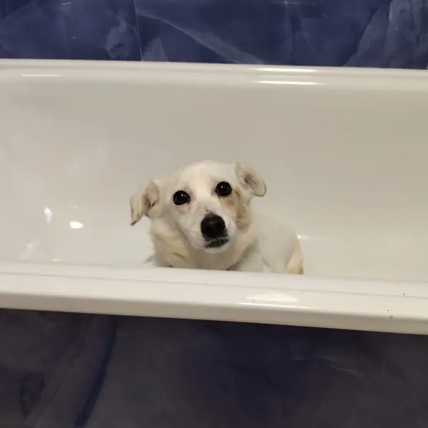 Описание изображения