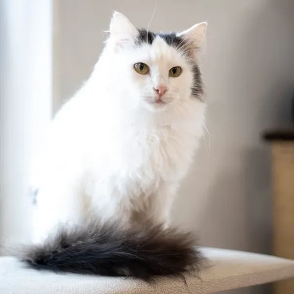 Image description