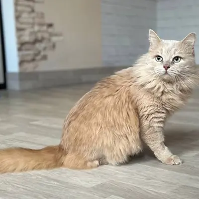 Обложка сбора