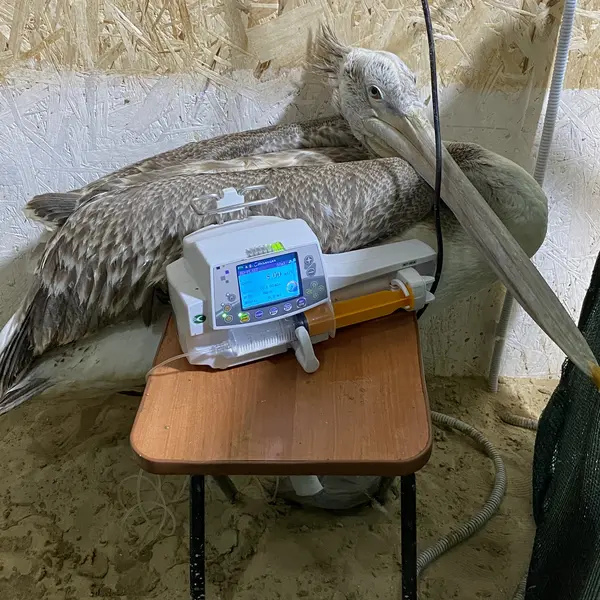 Описание изображения
