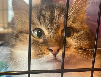 Котик Сибирь из стихийного приюта борется с герпесвирусом и другими заболеваниями — поддержите его лечение