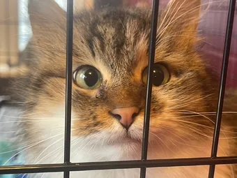 Котик Сибирь из стихийного приюта борется с герпесвирусом и другими заболеваниями — поддержите его лечение