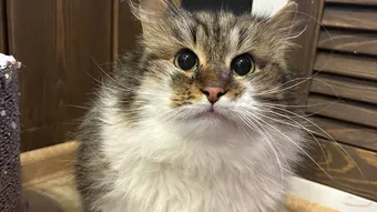 Котик Сибирь из стихийного приюта борется с герпесвирусом и другими заболеваниями — поддержите его лечение