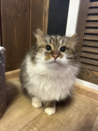 Котик Сибирь из стихийного приюта борется с герпесвирусом и другими заболеваниями — поддержите его лечение