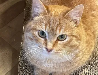Фася и другие кошки ждут помощи и нового дома, пожалуйста, помогите