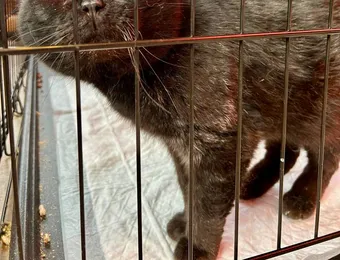 Суровому котику нужны средства на лечение отодектоза — заразное паразитарное заболевание