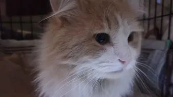 Котик Вилли нуждается в помощи для восстановления после удара