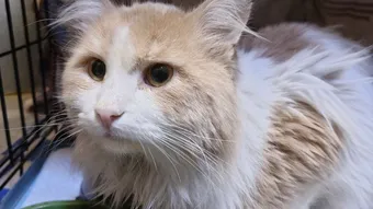 Котик Вилли нуждается в помощи для восстановления после удара