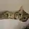 Campaign cover