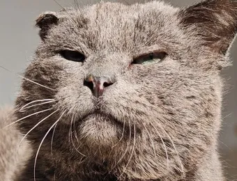 Коту Василию удалили части лапок — помогите закрыть долг за лечение
