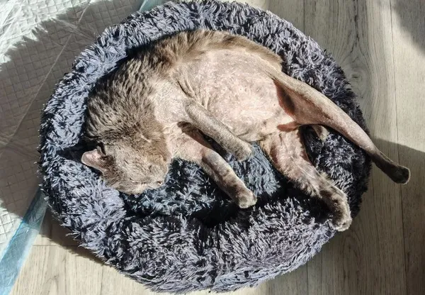 Описание изображения