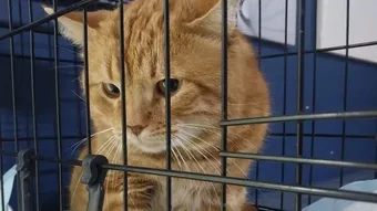 Пожилые пенсионеры не могут оплатить лечение любимого кота Барсика