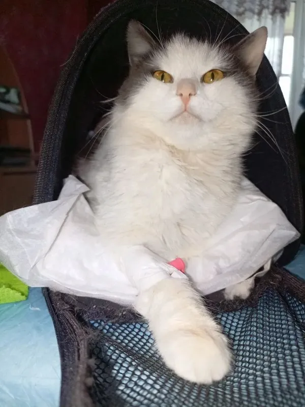 Описание изображения