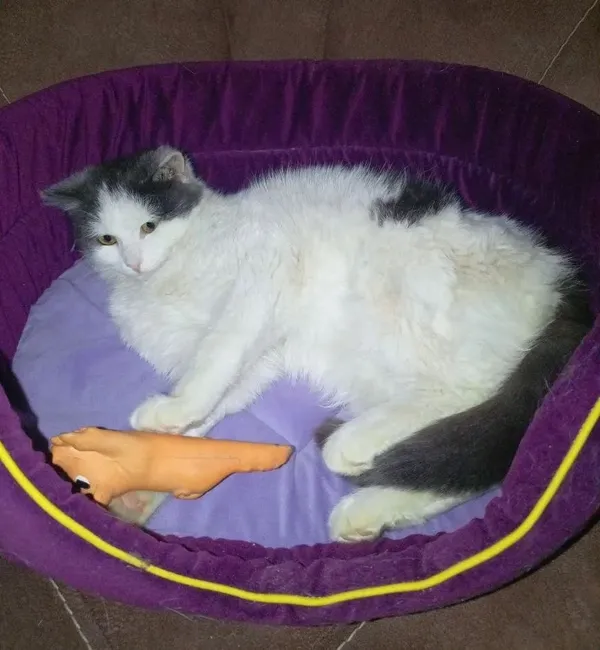 Описание изображения