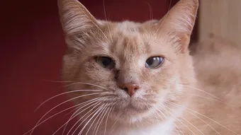 Проблемы с дыханием и зубами мешают Рамбутану найти любящую семью