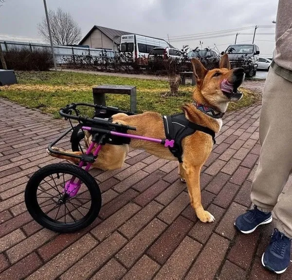 Описание изображения