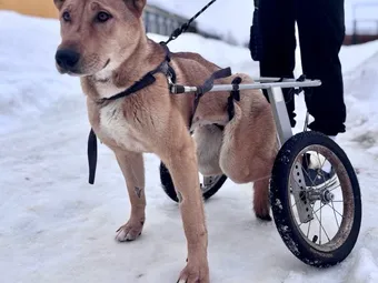 Вере нужна наша помощь, чтобы приспособиться к инвалидной коляске