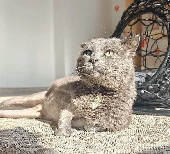Описание изображения
