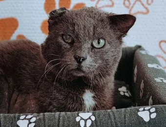 Коту Василию удалили части лапок — помогите закрыть долг за лечение