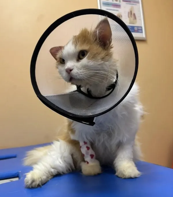 Описание изображения