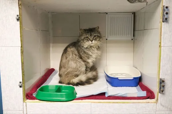 Описание изображения