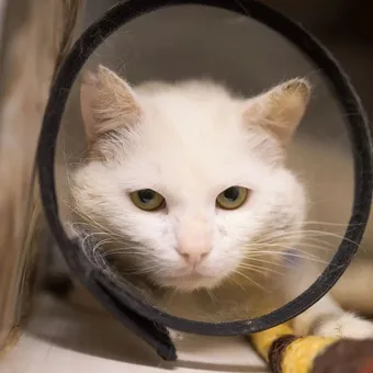Фениксу — котику с микоплазмозом — нужно продолжать лечение, пожалуйста, помогите