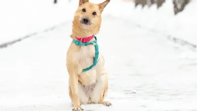 Обложка сбора