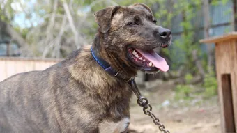 Пуля прошла через испытания и мечтает о любящей семье