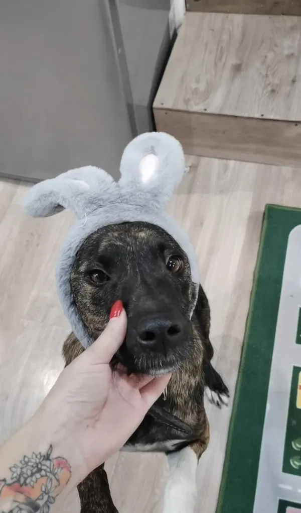 Описание изображения