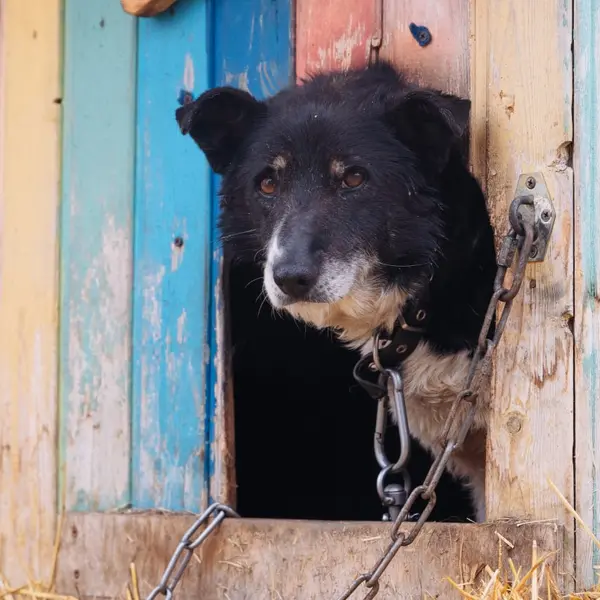 Описание изображения