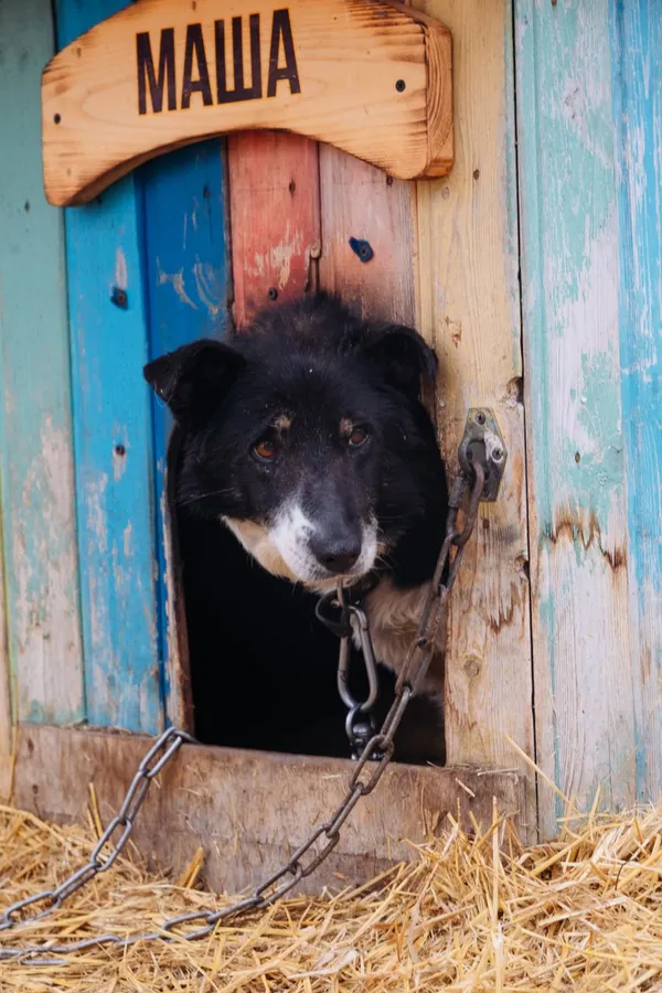 Описание изображения