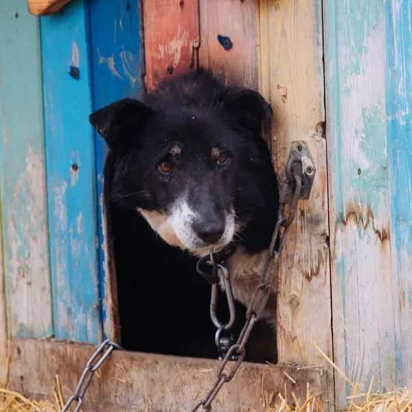 Описание изображения