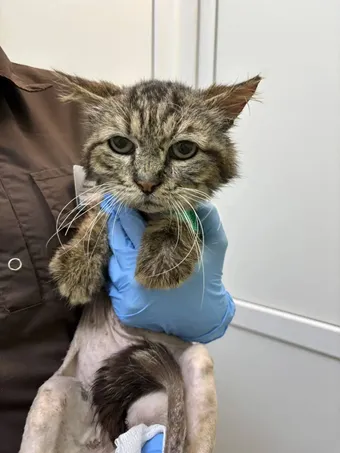 Поддержите лечение бездомного котика Бори Чумы, ему нужна помощь