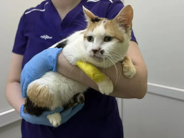 Описание изображения