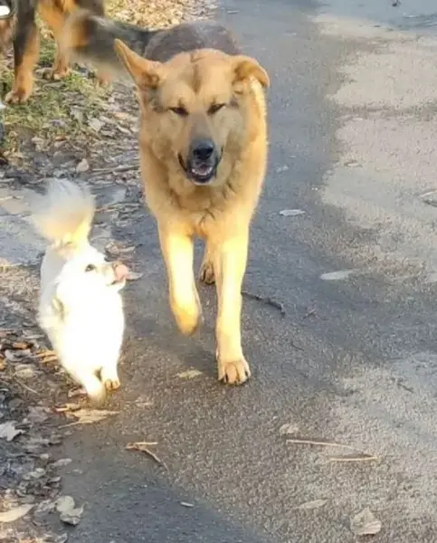 Описание изображения