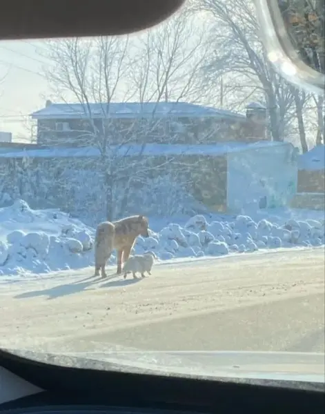 Описание изображения