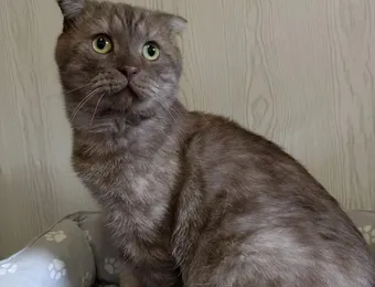 Для Чоко нужны курсы противовоспалительных препаратов и  хондропротекторы