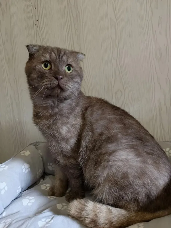 Описание изображения