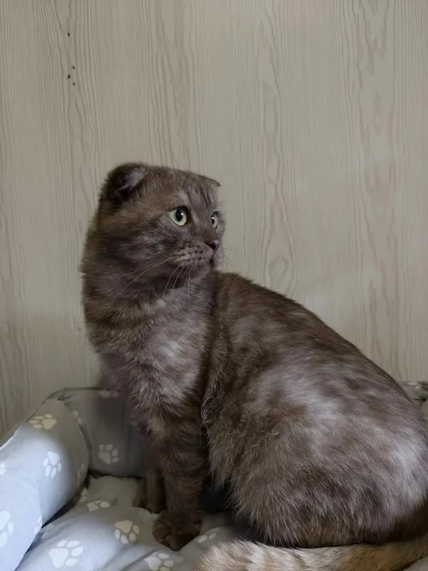 Описание изображения
