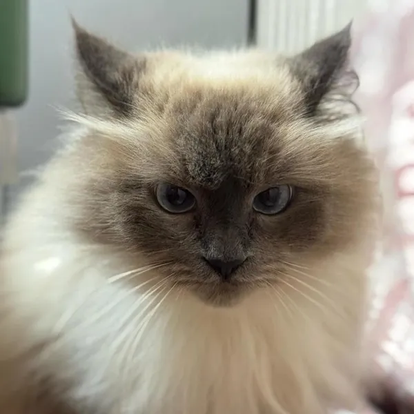 Описание изображения